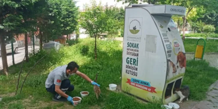 Osmangazi̇’de sokak hayvanları sahi̇psi̇z kalmadı