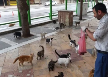 Aç kalan kediler otele akın etti