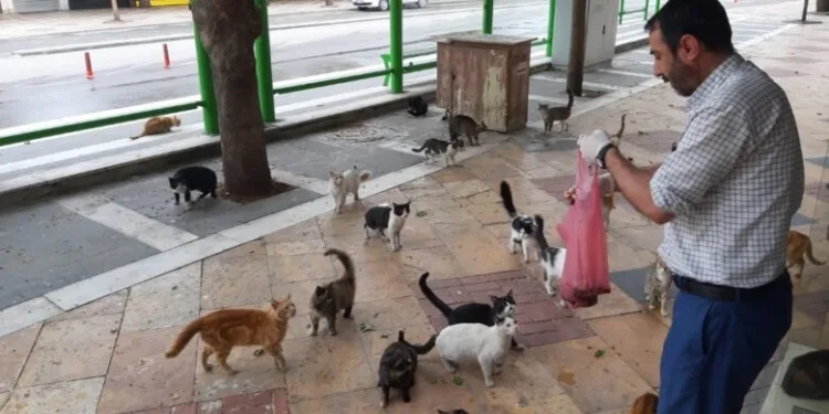 Aç kalan kediler otele akın etti