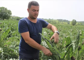 (Özel) Fi̇yatı Di̇ğer Engi̇narların İki̇ Katı Ama Tarlada Kapışılıyor