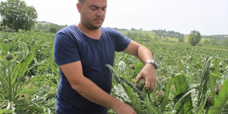 (Özel) Fi̇yatı Di̇ğer Engi̇narların İki̇ Katı Ama Tarlada Kapışılıyor