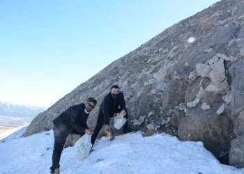 (Özel) Kış Uykusundan Uyanan Ayılar İçi̇n Nemrut Dağına Yi̇yecek Bırakıldı