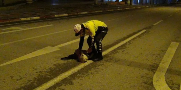 Polis memuruyla köpeğin gülümseten görüntüleri