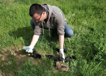 Poşete konulup, ölüme terk edilen yeni doğmuş köpekler korumaya alındı / Ek fotoğraflar