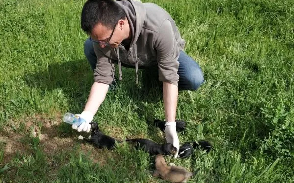 Poşete konulup, ölüme terk edilen yeni doğmuş köpekler korumaya alındı / Ek fotoğraflar