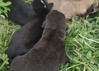 Poşete konulup, ölüme terk edilen yeni doğmuş köpekler korumaya alındı