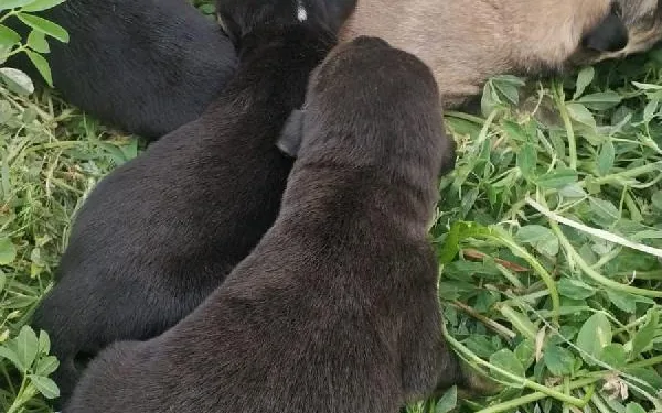 Poşete konulup, ölüme terk edilen yeni doğmuş köpekler korumaya alındı