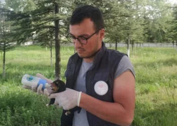 Poşete koyup ölüme terkettiler