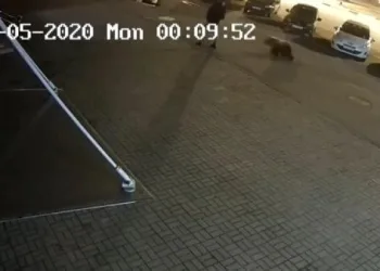 Rusya’da ayı saldırısı kamerada