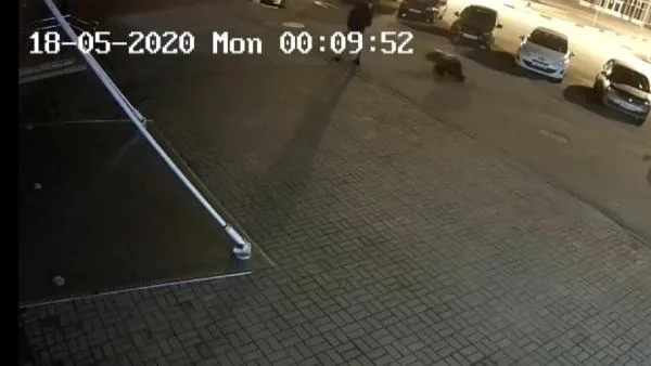 Rusya’da ayı saldırısı kamerada