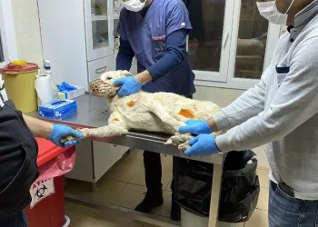 İşkence gören köpeğe AHBAP sahip çıktı