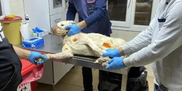 İşkence gören köpeğe AHBAP sahip çıktı