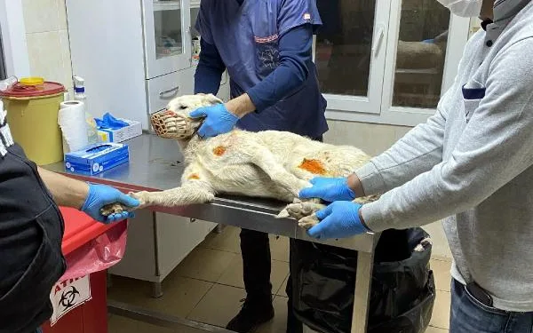 İşkence gören köpeğe AHBAP sahip çıktı