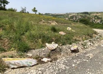 Sakarya’da, tavuk ölüleri yol kenarına atıldı
