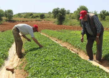 Salihli’de kapya biberi toprakla buluştu