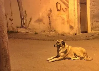 Köpeği bıçaklayarak öldürdü, serbest bırakıldı!