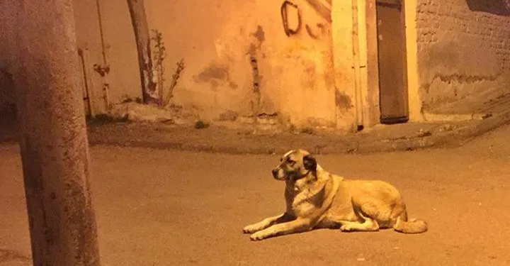 Köpeği bıçaklayarak öldürdü, serbest bırakıldı!