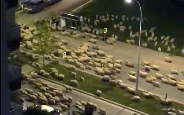 Samsun’da caddeyi koyun sürüsü bastı
