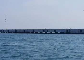 Sinopta martılar balıkçıların yerini aldı