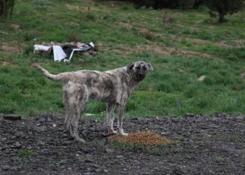 Sokağa çıkma kısıtlamasında hayvanlar unutulmadı