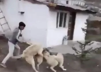 Sokak köpeğini 2 kangal köpeğiyle dövüştürüp, sosyal medyada paylaştılar