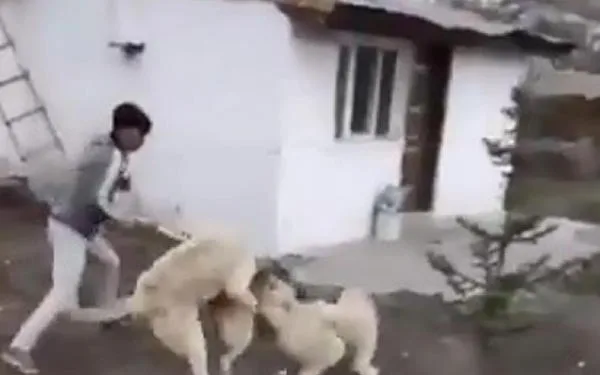 Sokak köpeğini 2 kangal köpeğiyle dövüştürüp, sosyal medyada paylaştılar