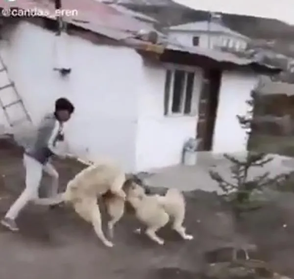 Sokak köpeğini 2 kangal köpeğiyle dövüştürüp, sosyal medyada paylaştılar