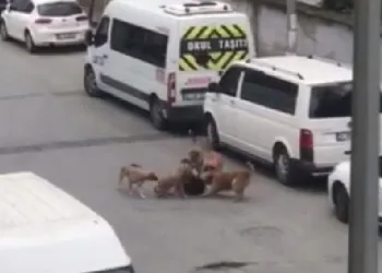 Sokak köpekleri işe giden kadına saldırdı