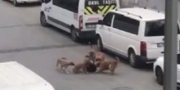 Sokak köpekleri işe giden kadına saldırdı