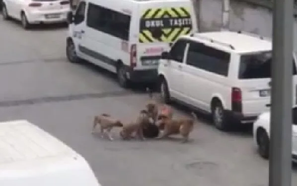 Sokak köpekleri işe giden kadına saldırdı
