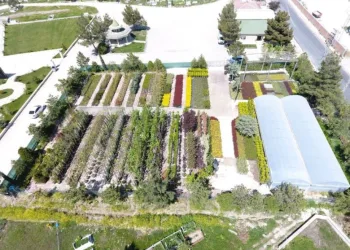 Suluova’da yılda 100 binin üzerinde bitki ve çiçek üretimi
