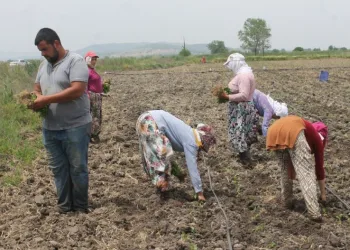 Tarım İşçi̇leri̇ni̇n Aşırı Sıcaklarla Zorlu Sınavı