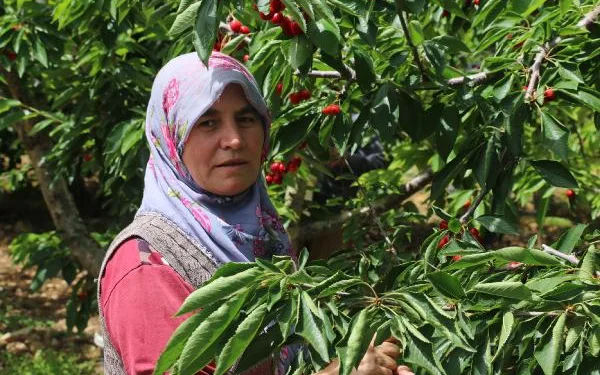 Tarım işçisi kadınların 40 derece sıcakta zorlu mesaisi