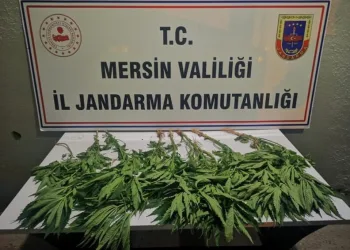 Tavuk kümesi̇nin etrafına kenevir ekmiş!