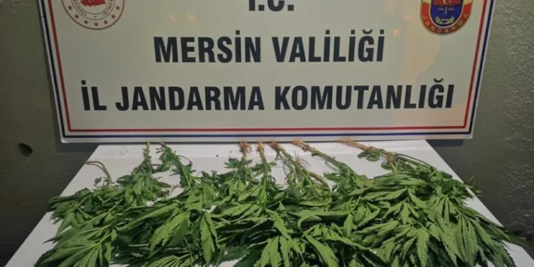 Tavuk kümesi̇nin etrafına kenevir ekmiş!