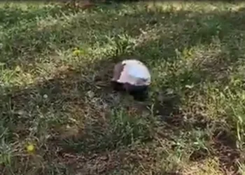 Tedavi̇si̇ tamamlanan kaplumbağa doğaya salındı