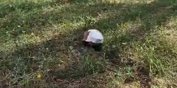 Tedavi̇si̇ tamamlanan kaplumbağa doğaya salındı