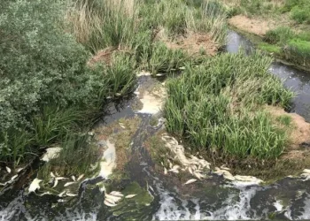 Teki̇rdağ’da Toplu Balık Ölümleri̇