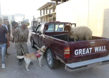 Telabyad Ve Resulaynda Drone Ve Bomba Arama Köpeği̇ Devri̇
