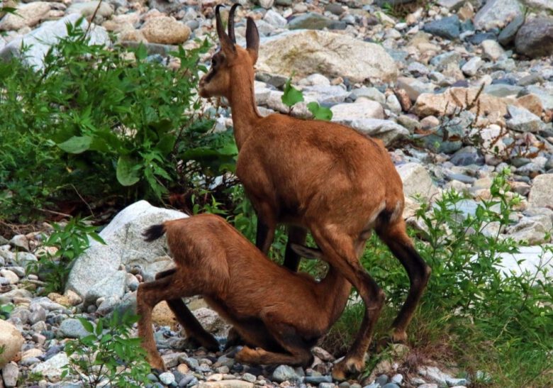 Terörden temizlenen Munzur Dağlarında yabani hayvan popülasyonu arttı