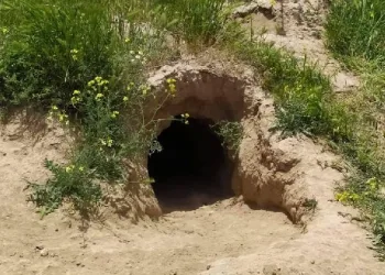 Toprak altında mahsur kalan yavru köpekler kurtarıldı