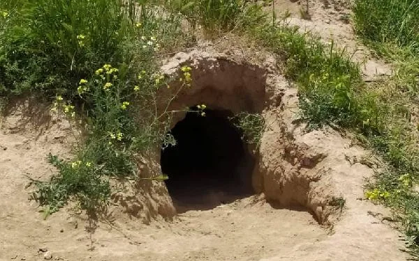 Toprak altında mahsur kalan yavru köpekler kurtarıldı