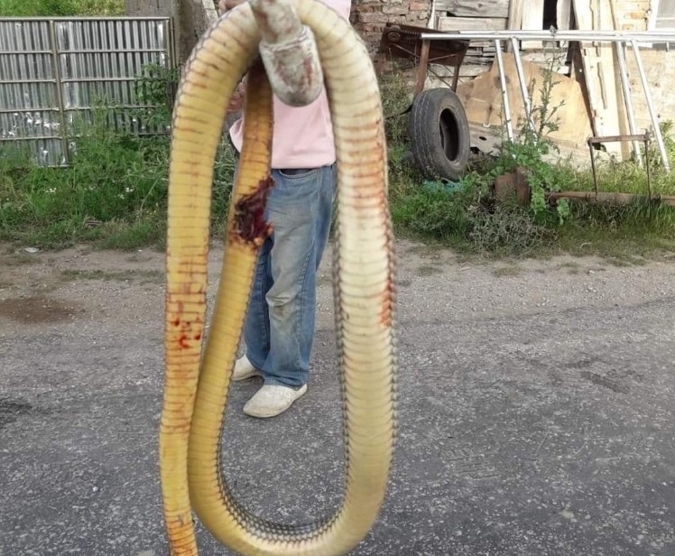 Sinop'ta 4 metrelik yılan çocuklara saldırdı!