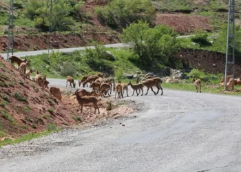Tunceli̇de Dağ Keçi̇leri̇ Sürü Hali̇nde Karayoluna İndi̇