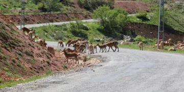 Tunceli̇de Dağ Keçi̇leri̇ Sürü Hali̇nde Karayoluna İndi̇