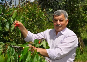 Turfanda kirazın kilosu 15 lira