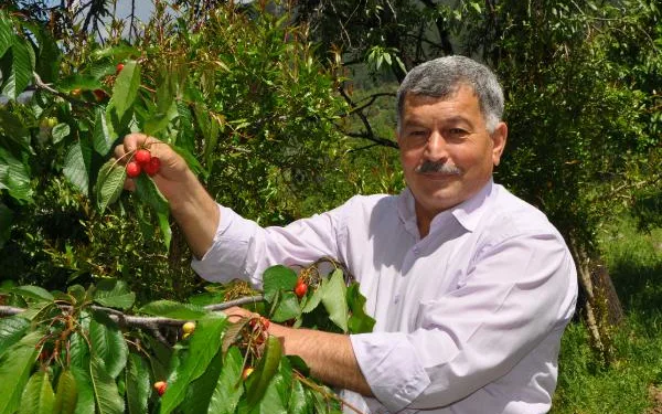 Turfanda kirazın kilosu 15 lira