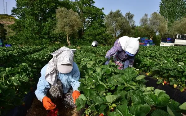 ‘Vali Hanım Çileği’ üreticinin yüzünü güldürdü