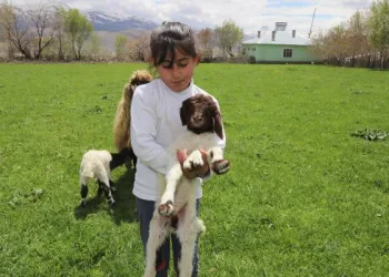 Van’da 5 bacaklı kuzu görenleri şaşırtıyor