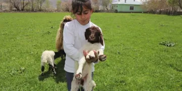 Van’da 5 bacaklı kuzu görenleri şaşırtıyor